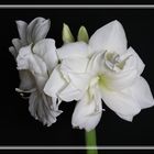 Die Weiße Amaryllis