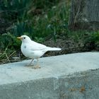 Die weisse Amsel vom Cunfin Müstair