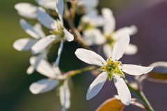 Die weiße Blüte