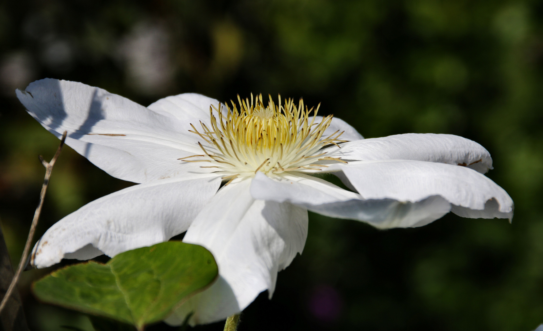 Die weiße Blüte.