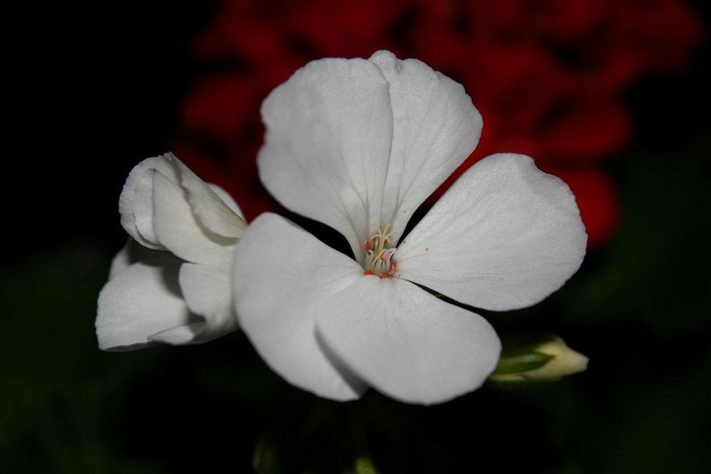 Die weiße Blüte