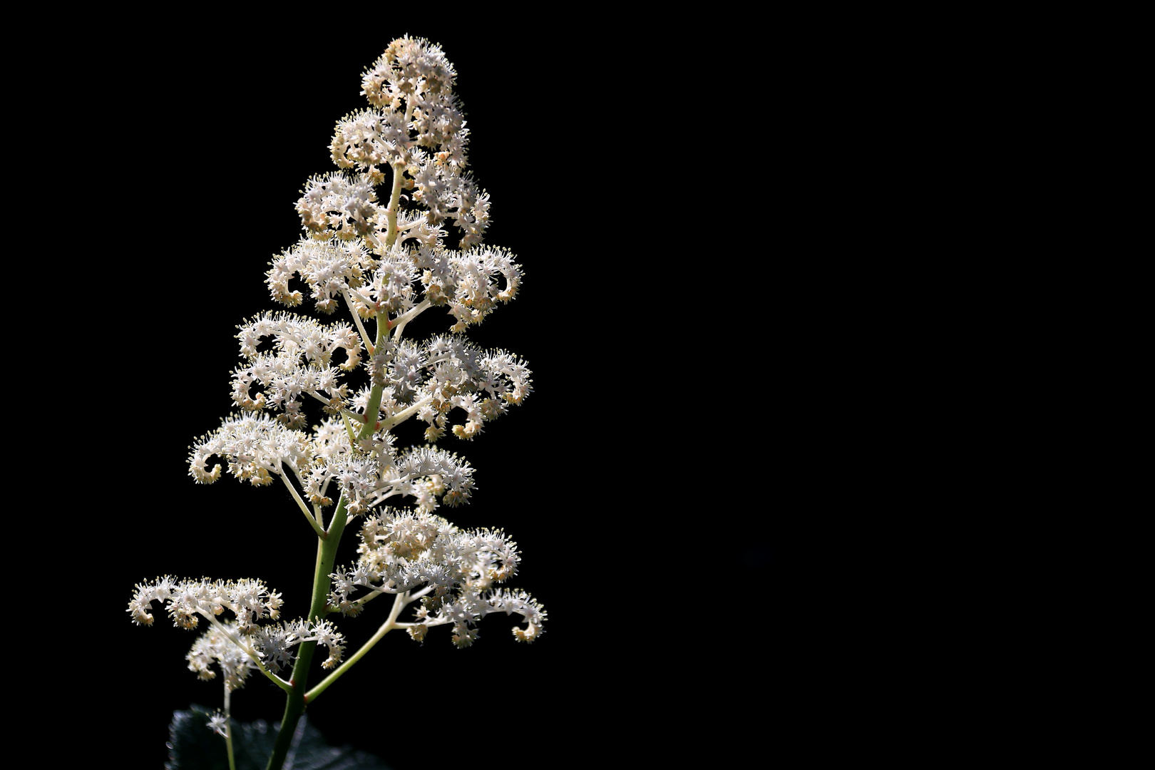 Die weiße Blüte