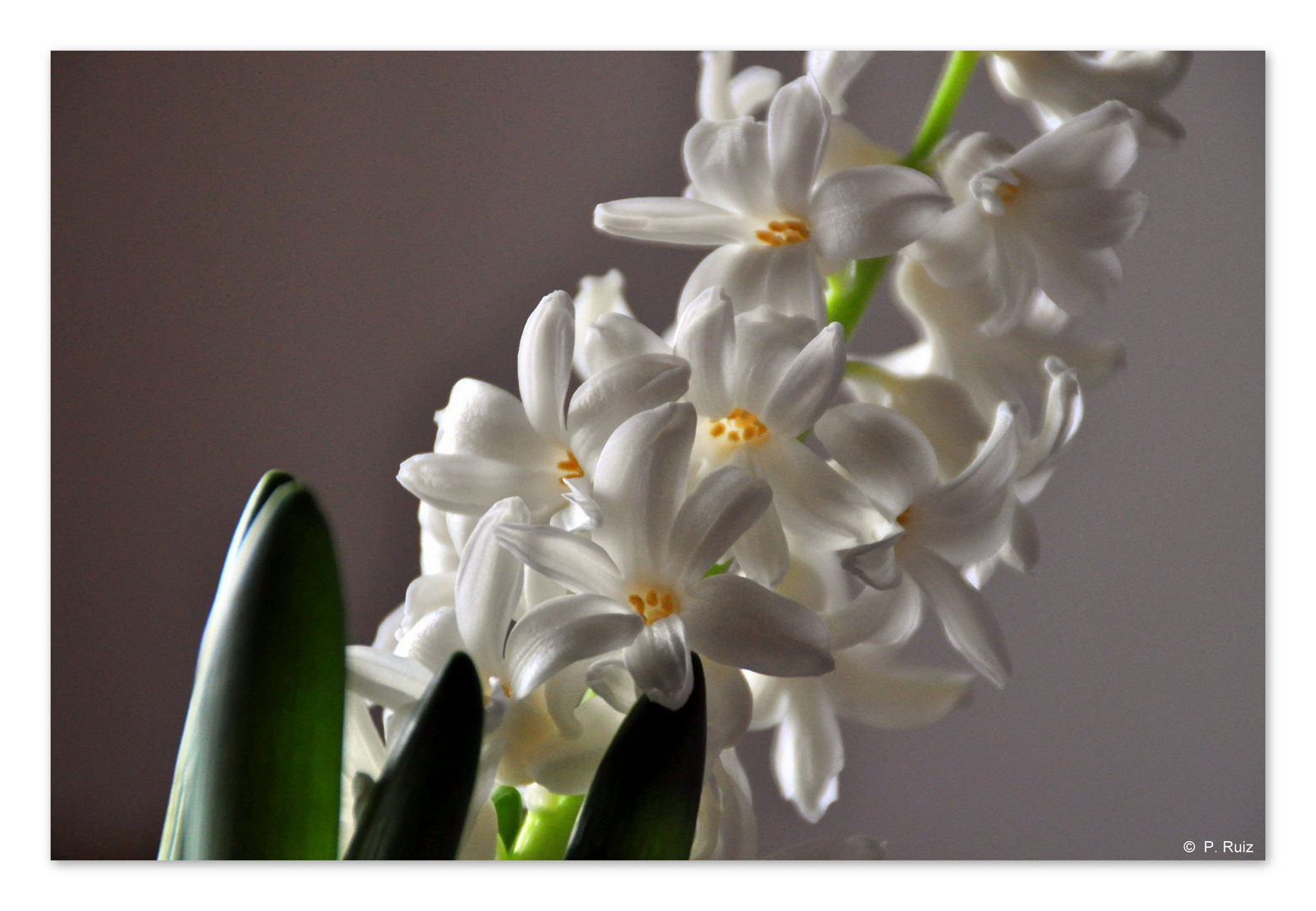 Die weiße Blume. Foto & Bild pflanzen, pilze & flechten, blüten