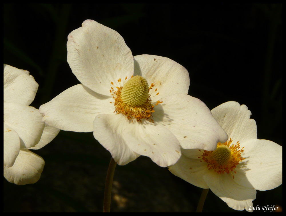 Die weiße Blume