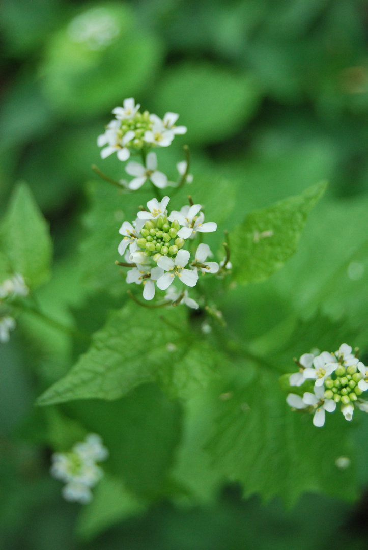 Die Weiße Blume