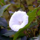 Die weiße Blume