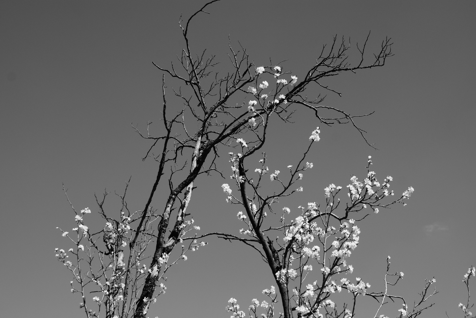 die Weisse Blumen