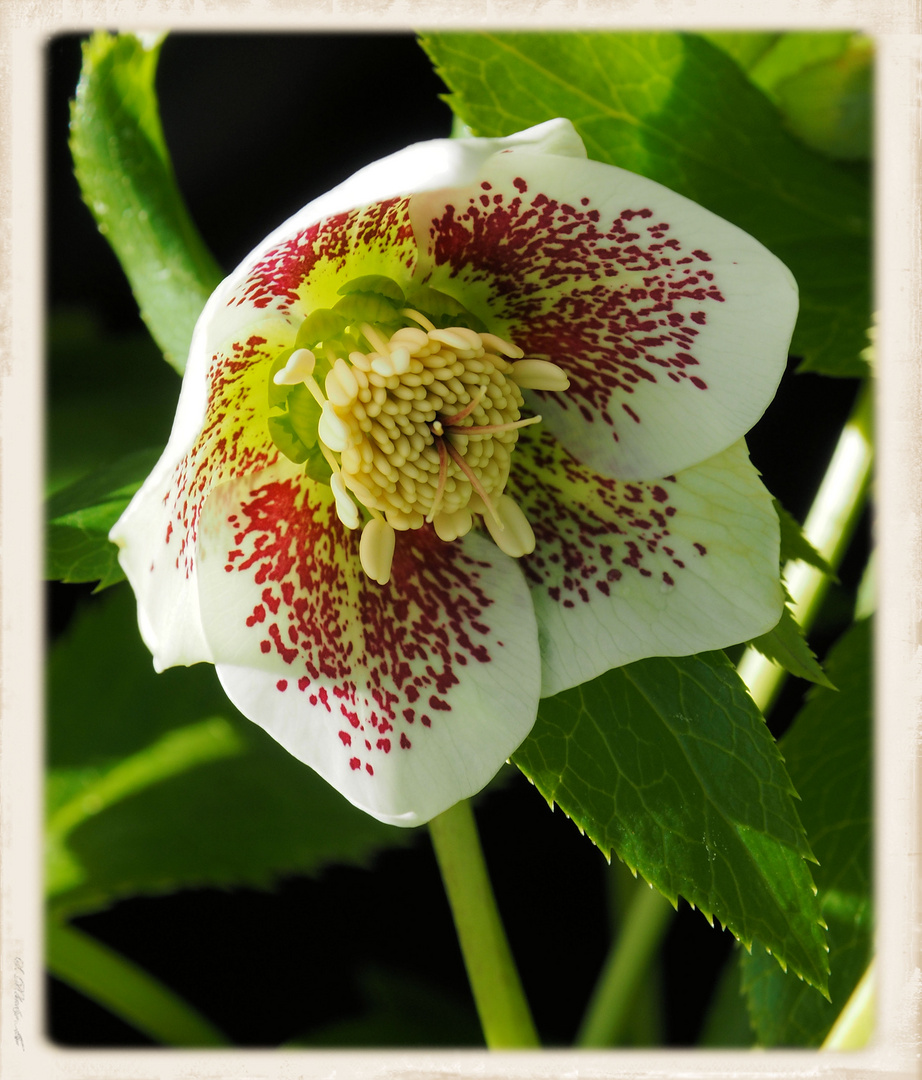 Die weiße Christrose blüht ebenfalls...