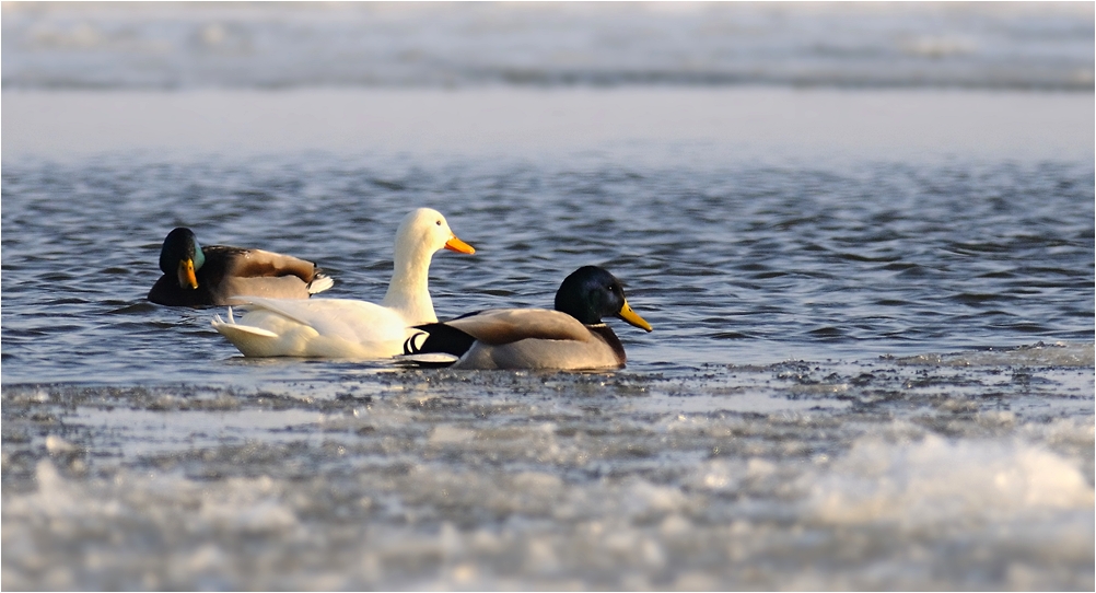 Die weiße Ente