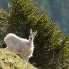 Die weisse Gämse vom Calanda