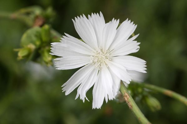 die weiße Garde wird selten gesehen 