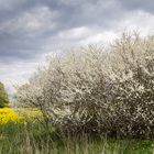 Die weiße Hecke