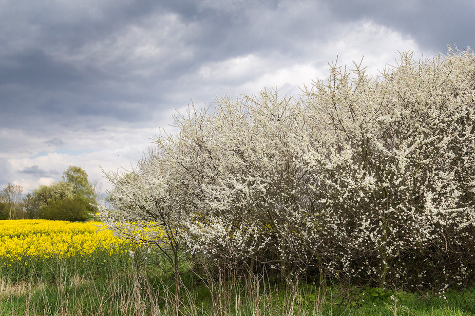 Die weiße Hecke