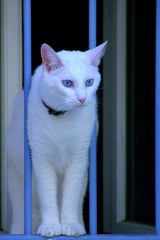 Die weisse Katze - the white cat