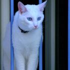 Die weisse Katze - the white cat