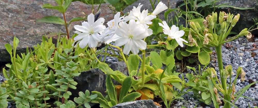 Die weiße Lewisia  cotyledon war für mich eine besondere Farbe,