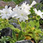 Die weiße Lewisia  cotyledon war für mich eine besondere Farbe,