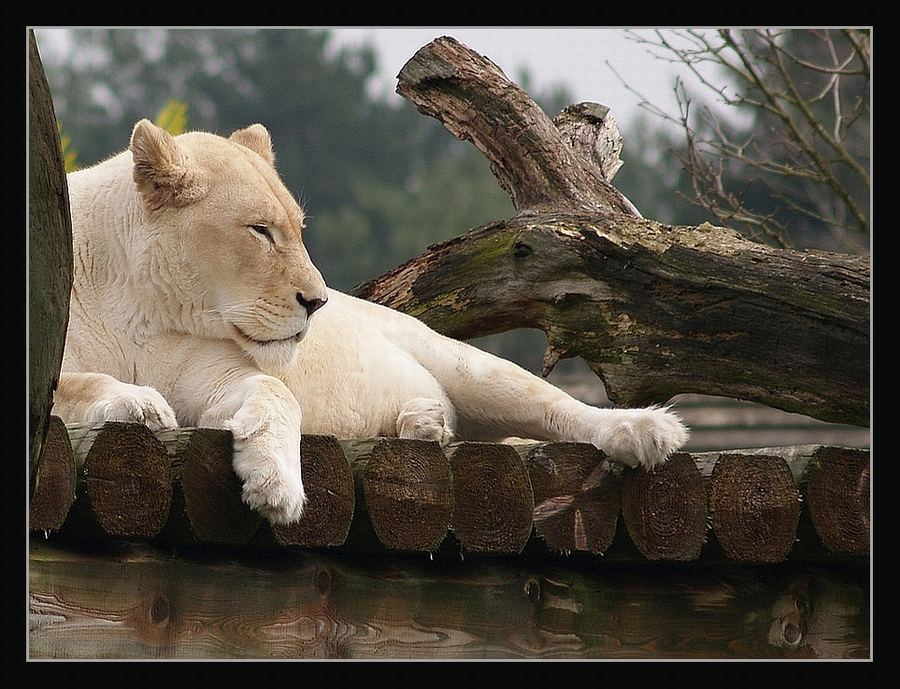 Die weiße Löwin von Timbavati