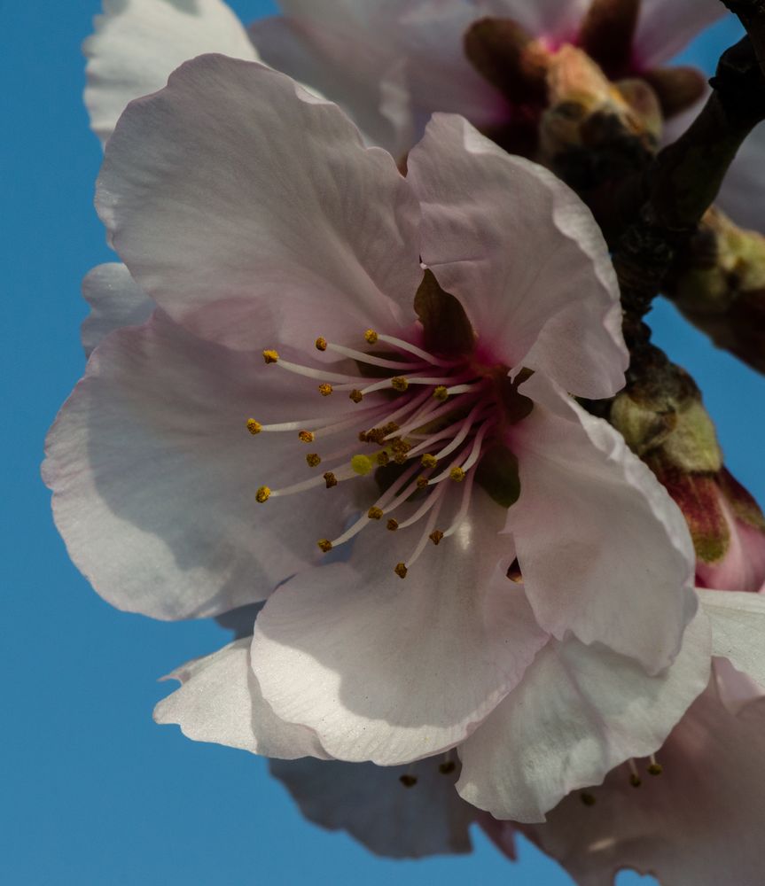 die weisse Mandelblüte