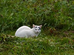 Die weiße Mieze auf der Wiese