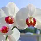 die weisse Orchidee