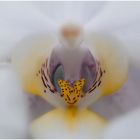 Die Weiße Orchidee