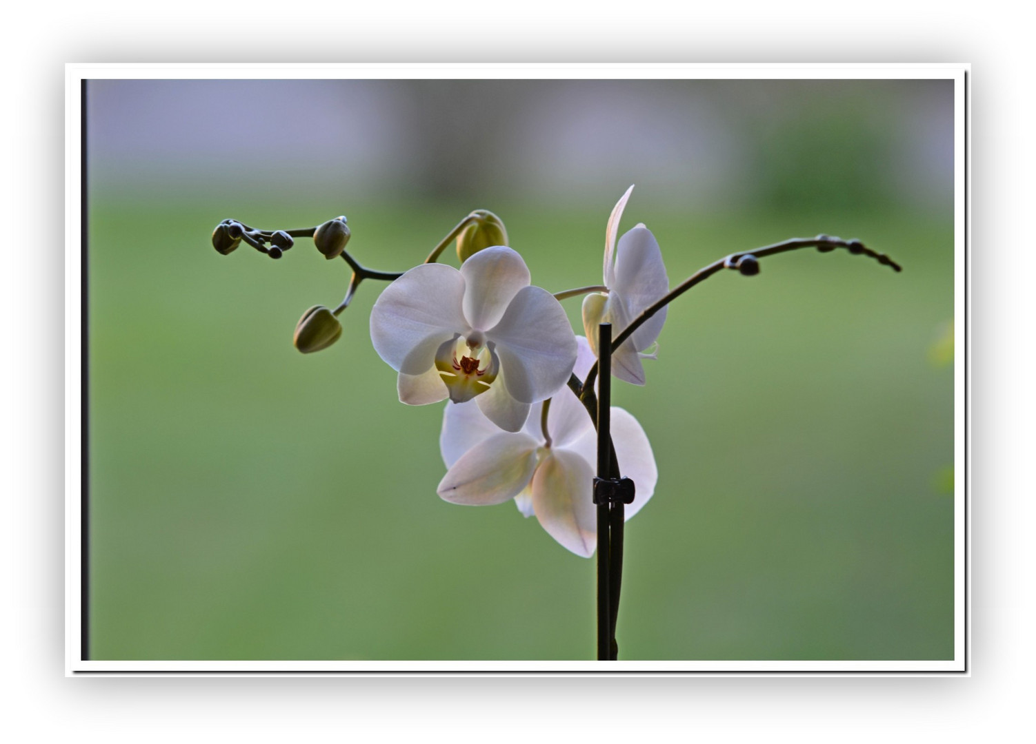 Die weiße Orchidee