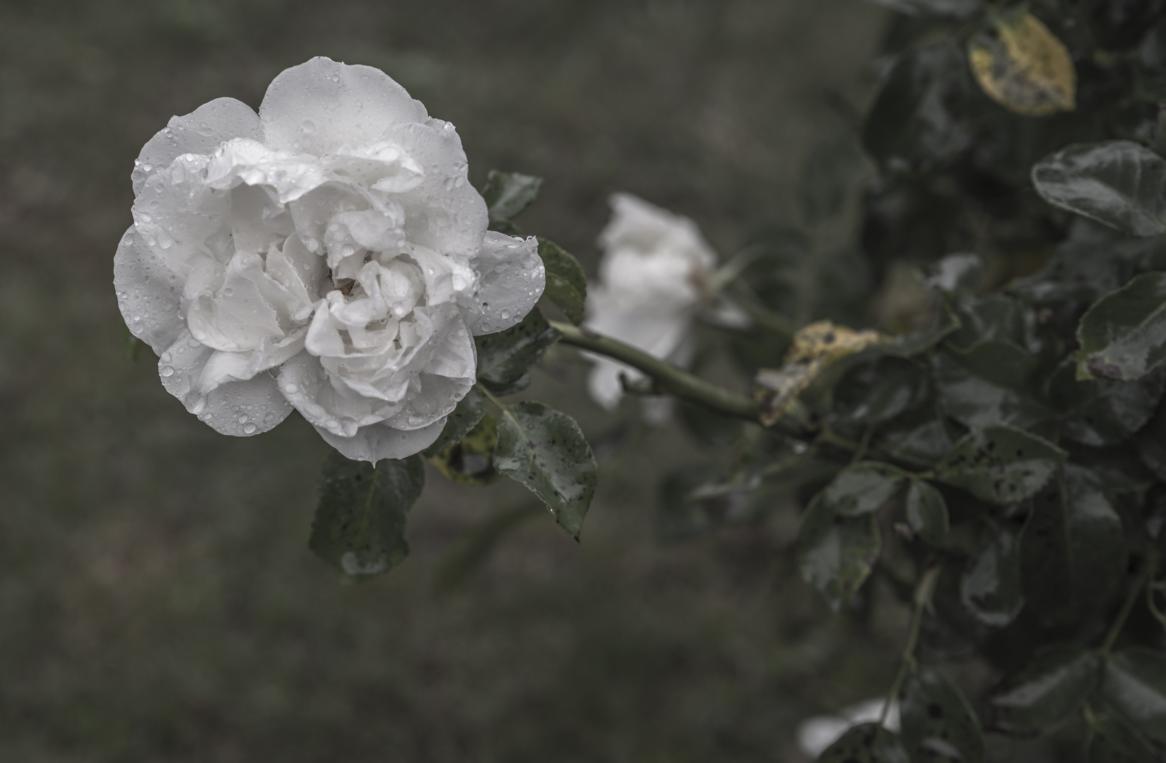 ***     die weiße rose     ***