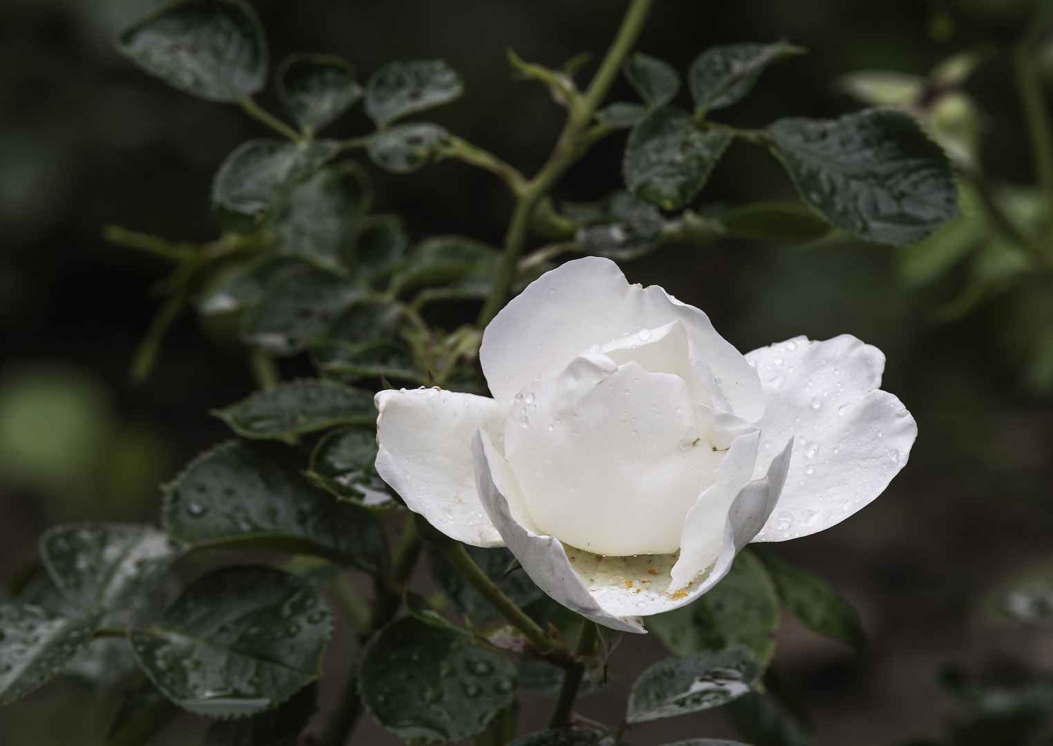 ***     die weiße rose.......     ***