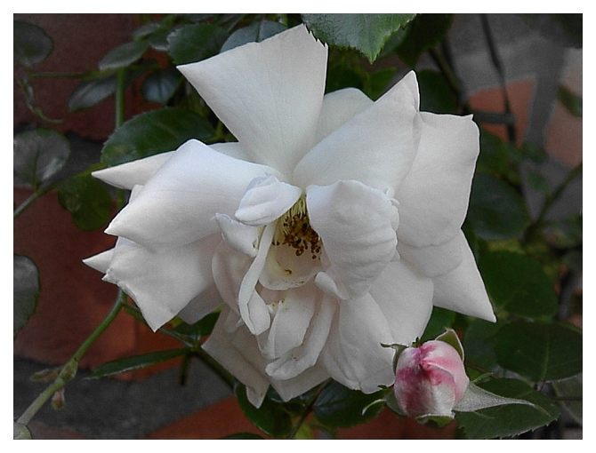 Die weiße Rose von Hobri