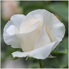 die weiße Rose