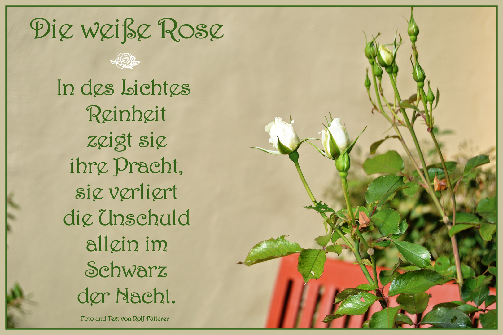 Die weiße Rose