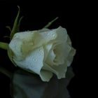 Die weiße Rose