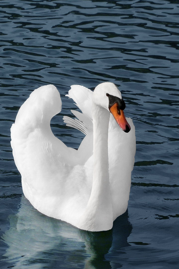 Die weiße Schönheit - Der Schwan