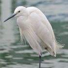 Die weisse Schönheit (Seidenreiher)