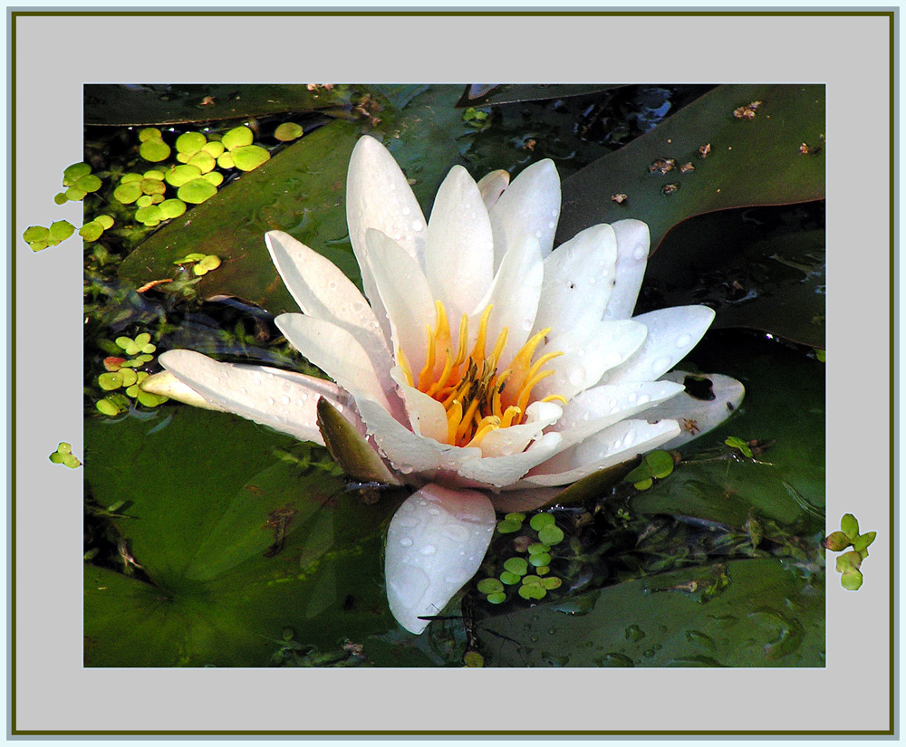 Die Weiße Seerose (Nymphaea alba)