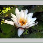 Die Weiße Seerose (Nymphaea alba)