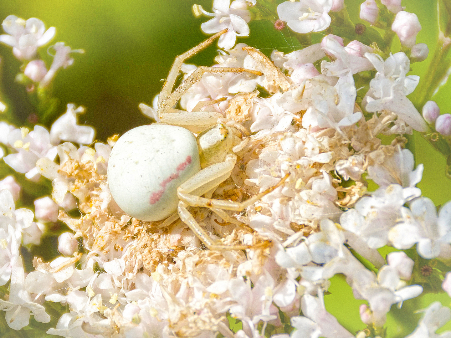 Die Weiße Spinne Foto & Bild tiere, wildlife, spinnen Bilder auf
