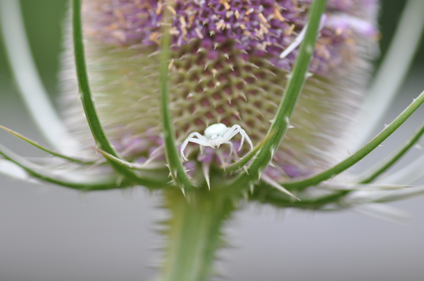 Die weisse Spinne