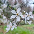 Die weiße Strauchblüte hat begonnen