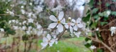 Die weiße Strauchblüte hat begonnen