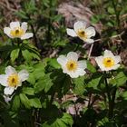 Die Weiße Trollblume (Trollius albiflorus)...
