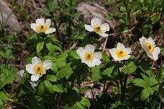 Die Weiße Trollblume (Trollius albiflorus)...