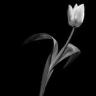 Die Weiße Tulpe