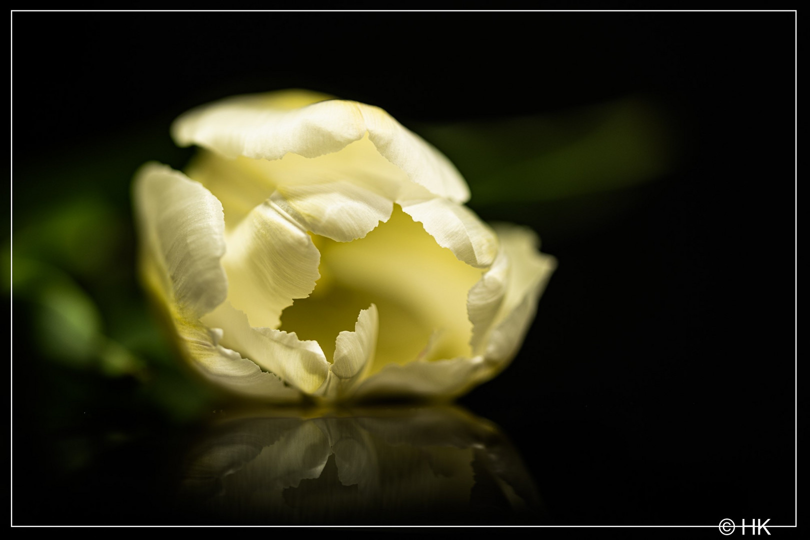 Die weiße Tulpe