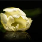Die weiße Tulpe