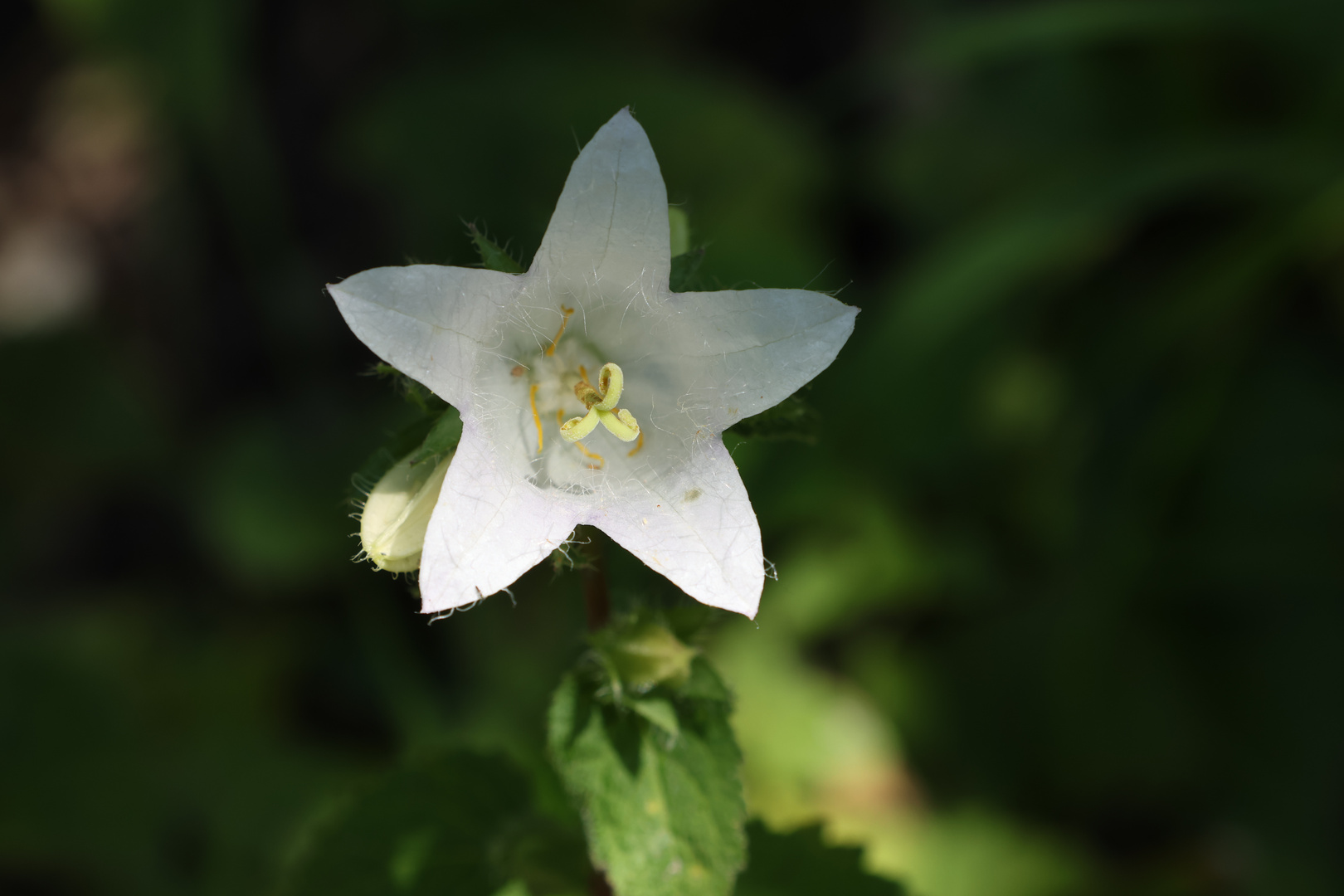 die weiße Waldfee