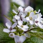 Die weißen Blüten der Knoblauchsrauke