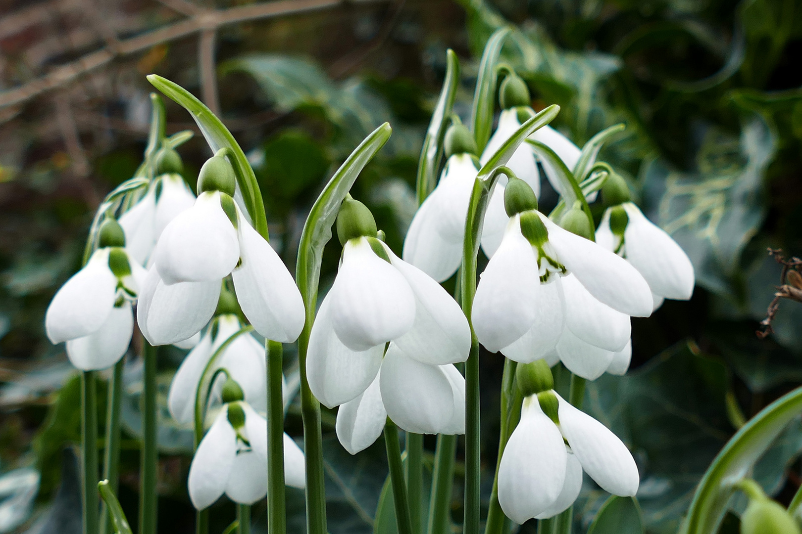 Die weißen Blüten der Schneeglöckchen