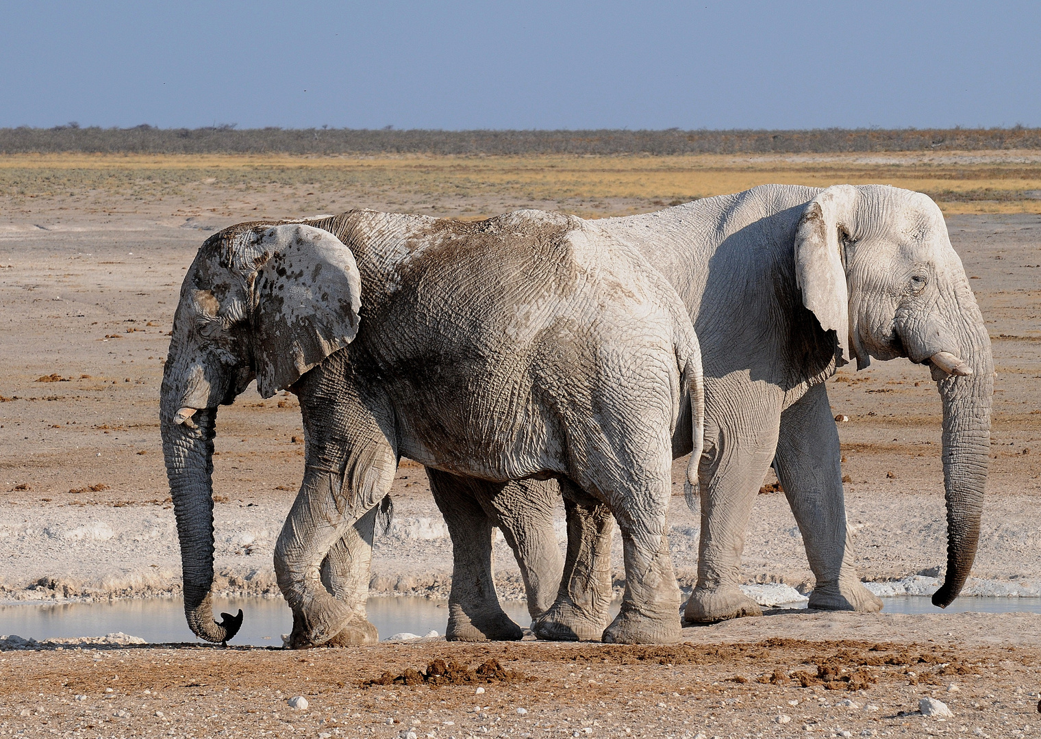 Die weißen Elephanten von Namibia